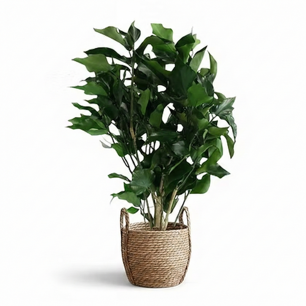 Lierre Vert Stabilisé