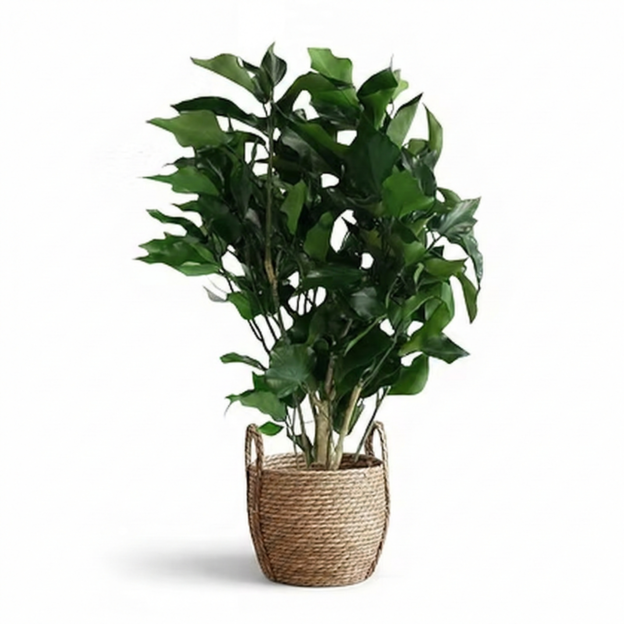 Lierre Vert Stabilisé